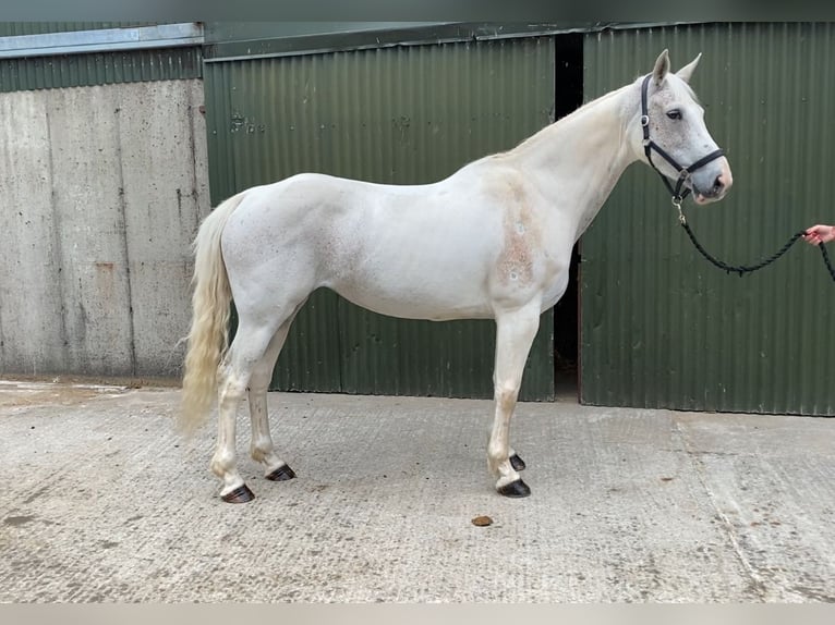 Connemara Stute 12 Jahre 159 cm Blauschimmel in Sligo