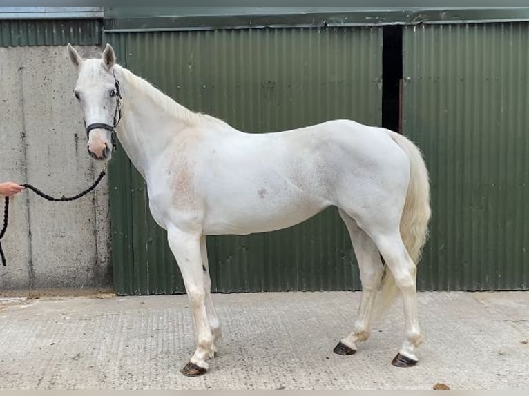Connemara Stute 12 Jahre 159 cm Blauschimmel in Sligo