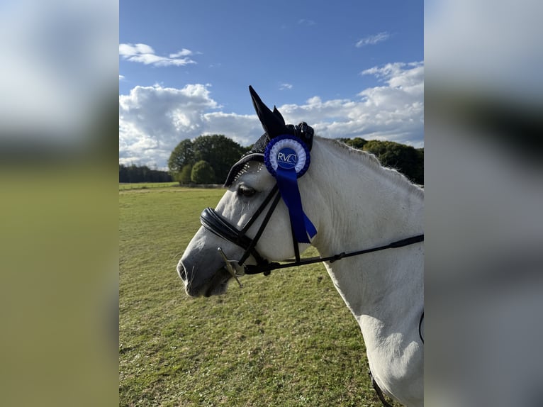 Connemara Mix Stute 13 Jahre 132 cm in Overath