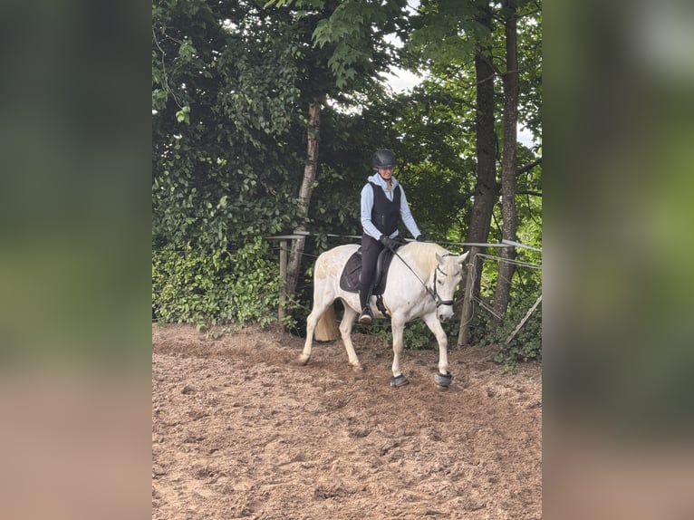 Connemara Mix Stute 13 Jahre 137 cm in Overath