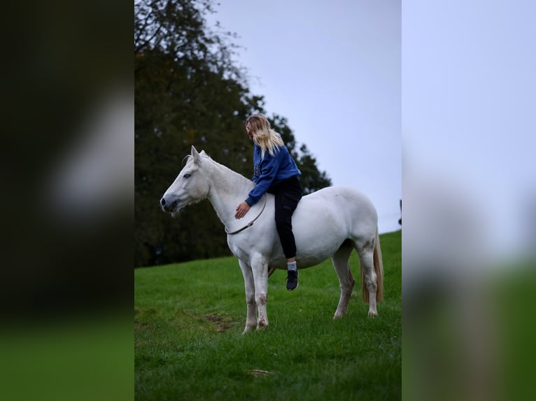 Connemara Mix Stute 13 Jahre 137 cm in Overath