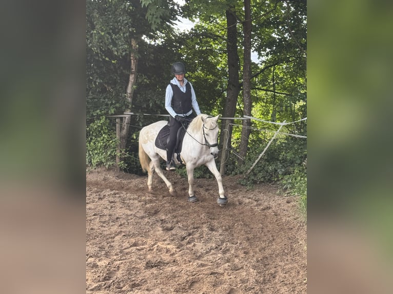 Connemara Mix Stute 13 Jahre 137 cm in Overath