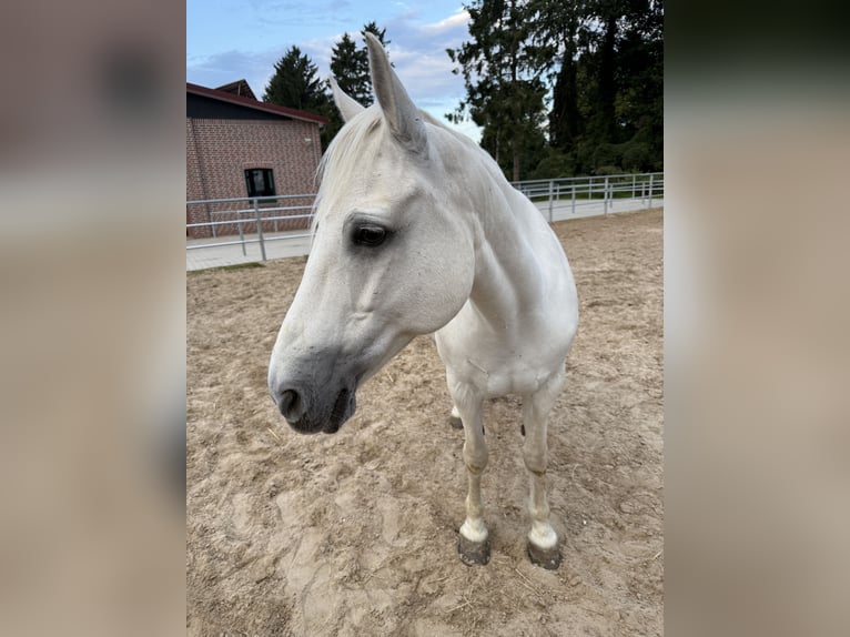 Connemara Mix Stute 13 Jahre 137 cm in Overath