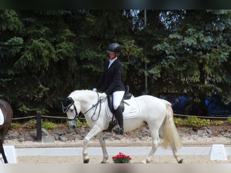 Connemara Mix Stute 13 Jahre 137 cm in Overath