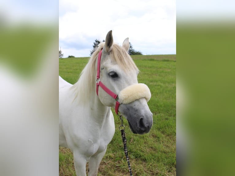 Connemara Mix Stute 13 Jahre 137 cm in Overath