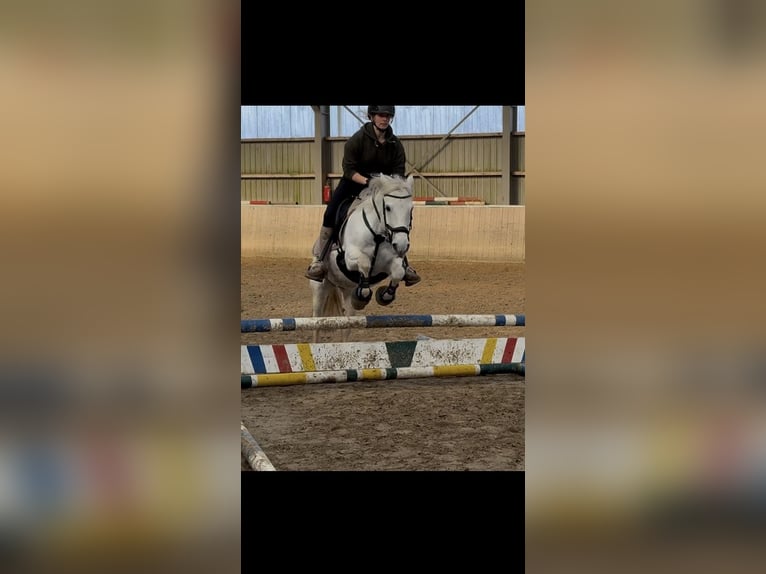 Connemara Mix Stute 13 Jahre 137 cm in Overath