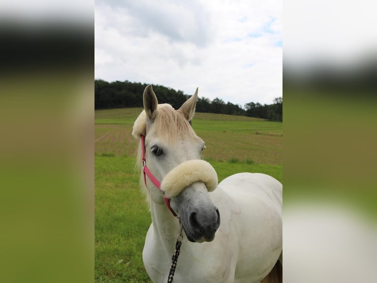 Connemara Mix Stute 13 Jahre 137 cm in Overath