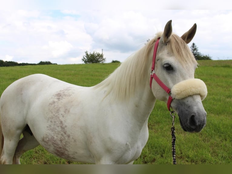 Connemara Mix Stute 13 Jahre 137 cm Schimmel in Overath