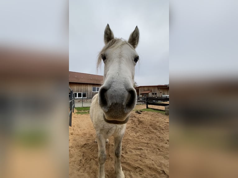 Connemara Stute 13 Jahre 143 cm Apfelschimmel in Karbach