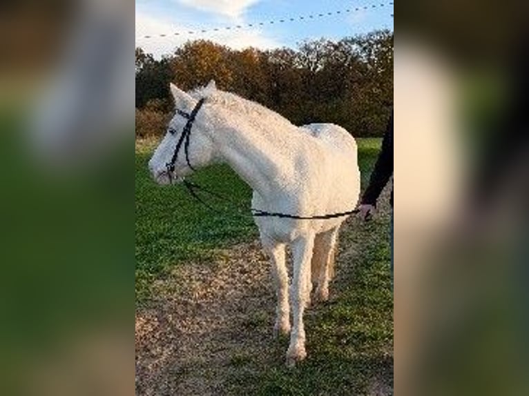 Connemara Stute 13 Jahre 144 cm Schimmel in Münster