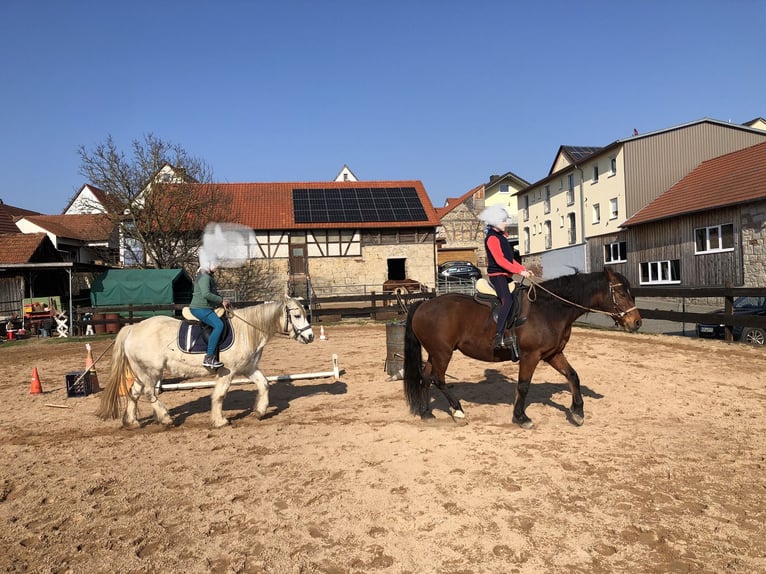 Connemara Mix Stute 13 Jahre 145 cm Fliegenschimmel in Karbach