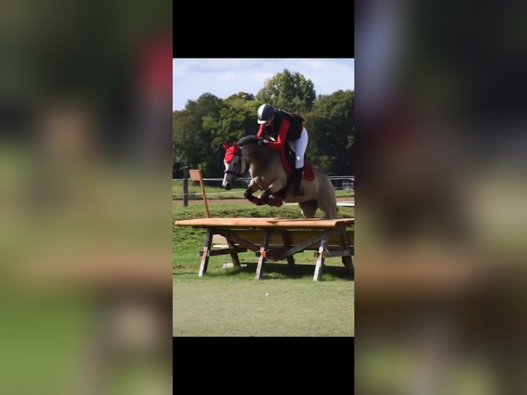 Connemara Stute 13 Jahre 147 cm Falbe in Cany barville