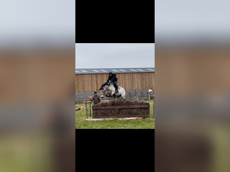Connemara Stute 13 Jahre 147 cm Falbe in Cany barville