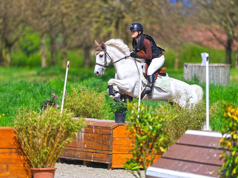 Connemara Stute 13 Jahre 147 cm Schimmel in St Silvester
