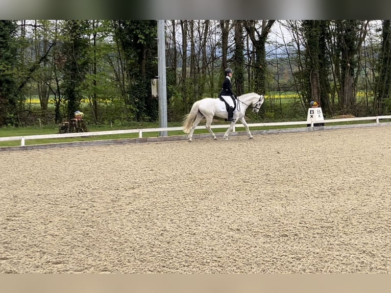 Connemara Stute 13 Jahre 147 cm Schimmel in St Silvester