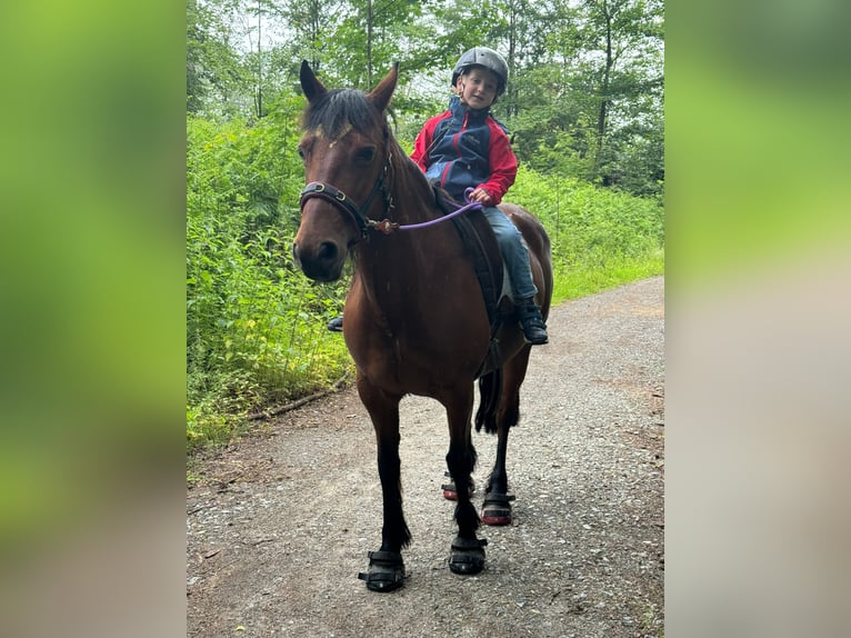 Connemara Stute 13 Jahre 148 cm Brauner in Essen