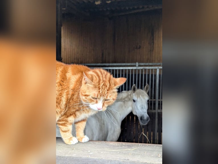 Connemara Stute 13 Jahre 148 cm Schimmel in Ammersbek