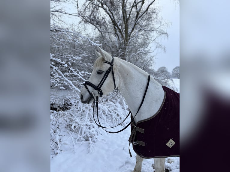 Connemara Stute 13 Jahre 148 cm Schimmel in Ammersbek