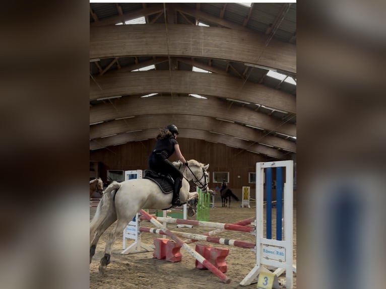 Connemara Stute 13 Jahre 148 cm Schimmel in Ammersbek