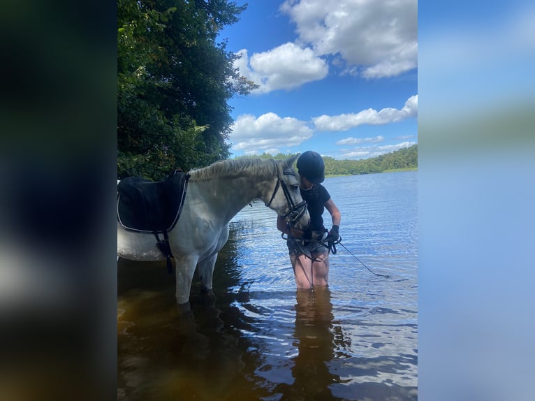 Connemara Stute 13 Jahre 148 cm Schimmel in Ammersbek