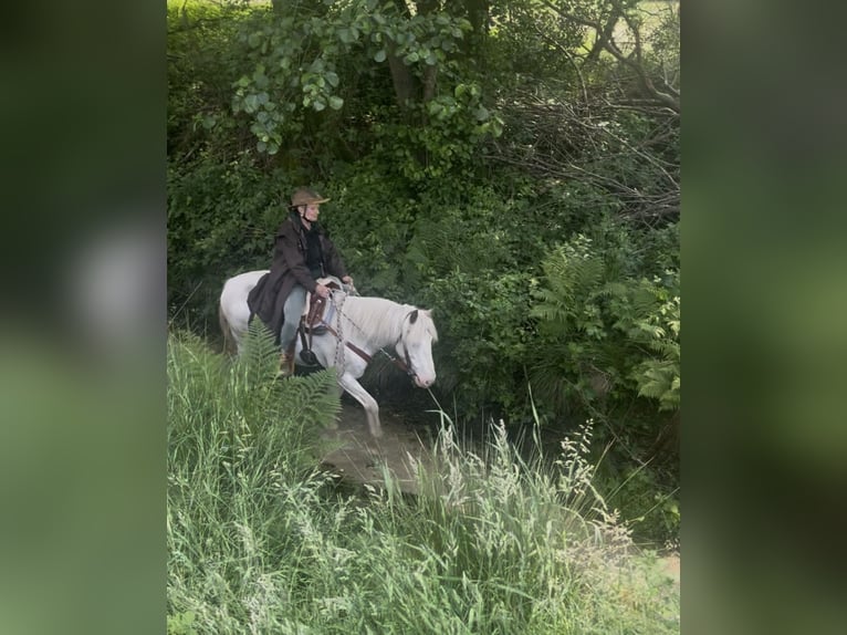 Connemara Mix Stute 13 Jahre 148 cm White in BielefeldBielefeld