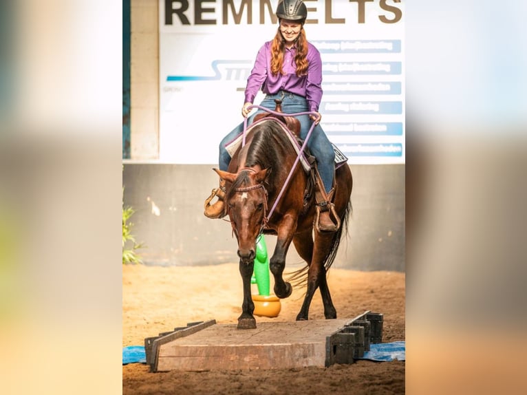 Connemara Mix Stute 13 Jahre 151 cm Brauner in Weener