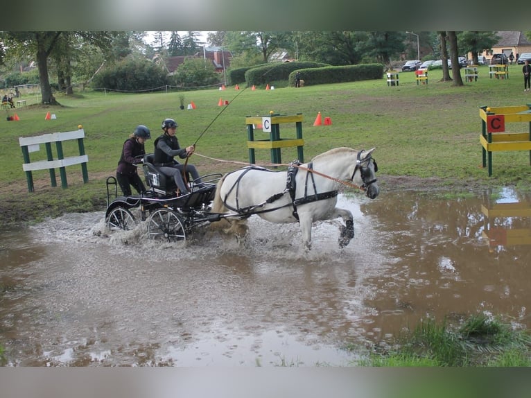 Connemara Mix Stute 13 Jahre 152 cm Fliegenschimmel in Bleckede