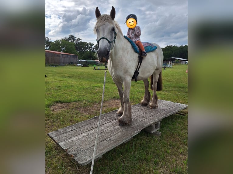 Connemara Mix Stute 13 Jahre 153 cm Fliegenschimmel in Bleckede