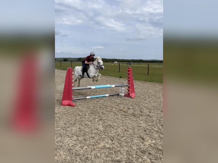 Connemara Stute 14 Jahre 134 cm Schimmel in Cheveley