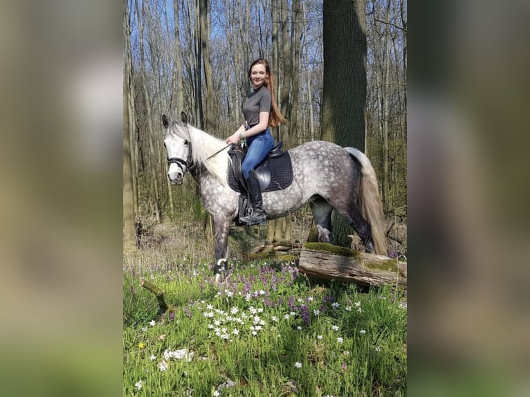 Connemara Mix Stute 14 Jahre 135 cm Schimmel in Karben