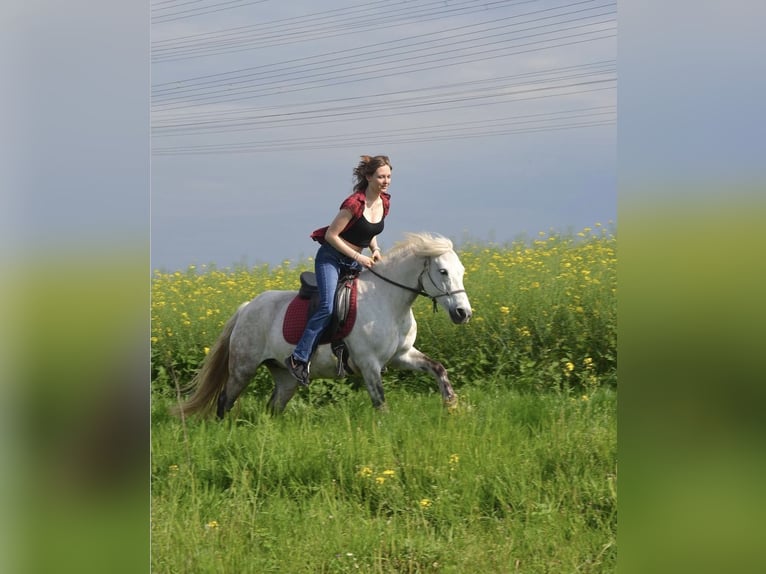 Connemara Mix Stute 14 Jahre 135 cm Schimmel in Karben