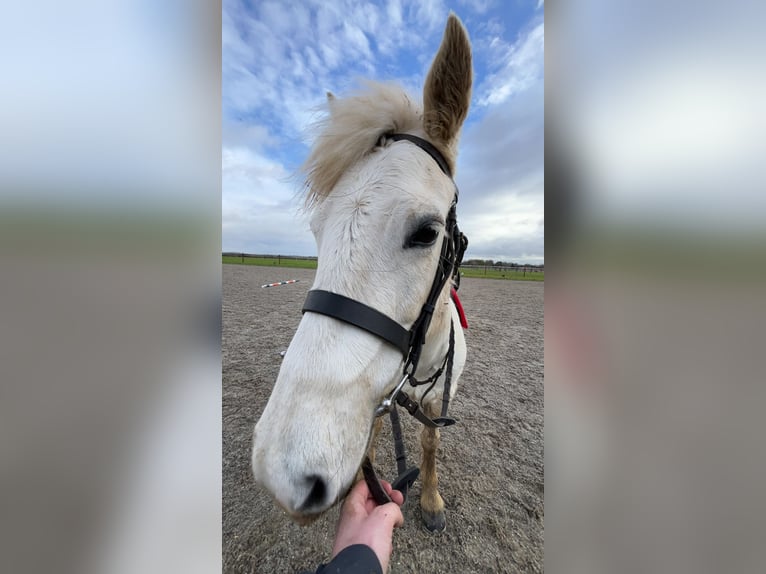 Connemara Stute 14 Jahre 137 cm Schimmel in Newmarket