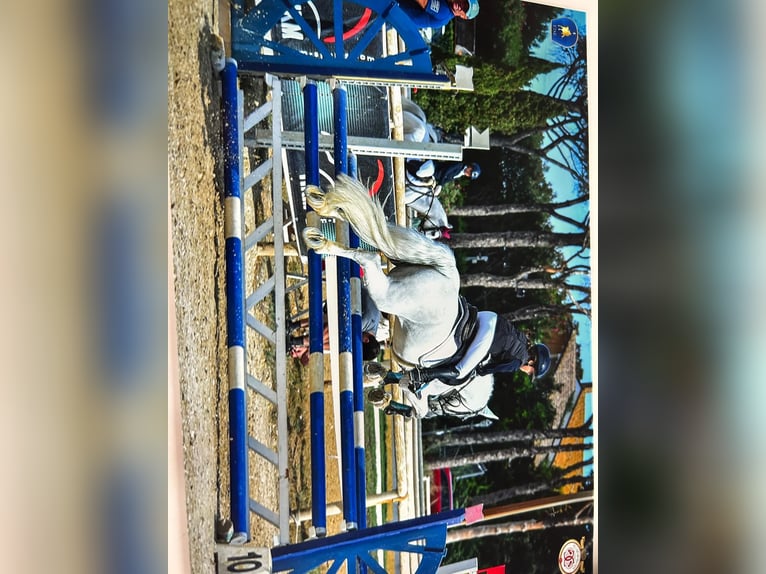 Connemara Stute 14 Jahre 141 cm Schimmel in Roma