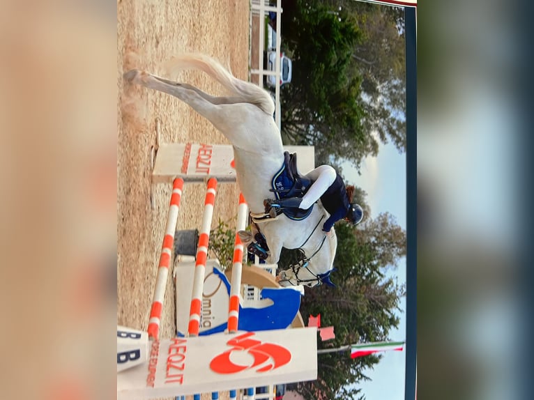 Connemara Stute 14 Jahre 141 cm Schimmel in Roma