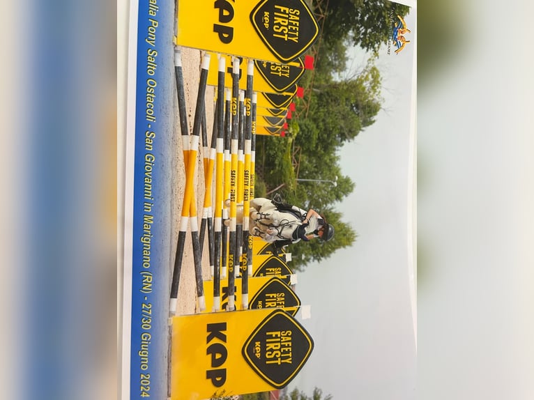 Connemara Stute 14 Jahre 141 cm Schimmel in Roma