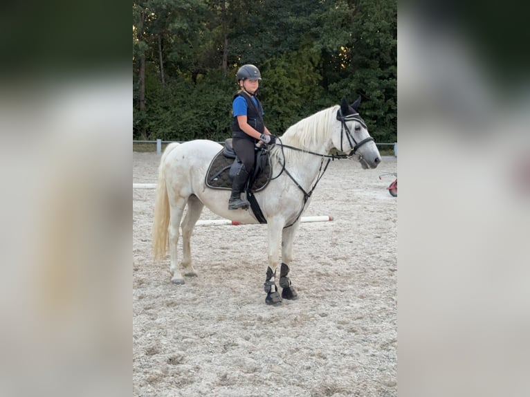 Connemara Stute 14 Jahre 148 cm Fliegenschimmel in Lisberg