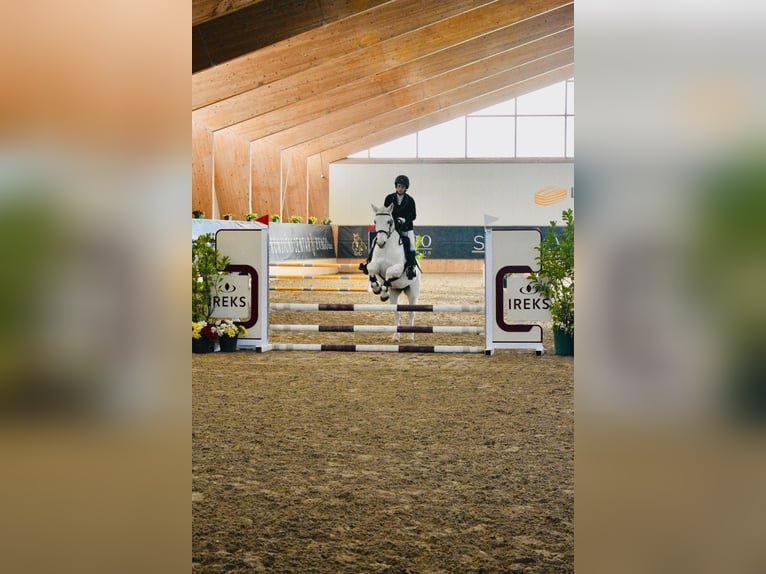 Connemara Stute 14 Jahre 148 cm Fliegenschimmel in Lisberg