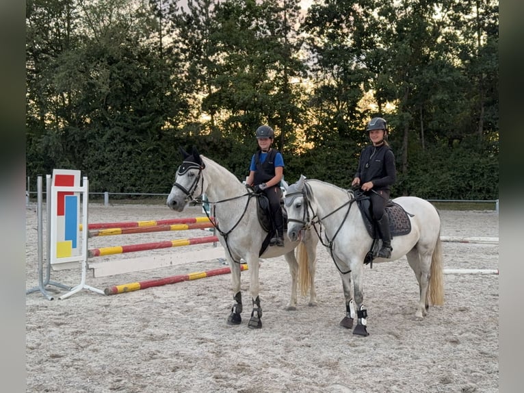 Connemara Stute 14 Jahre 148 cm Fliegenschimmel in Lisberg