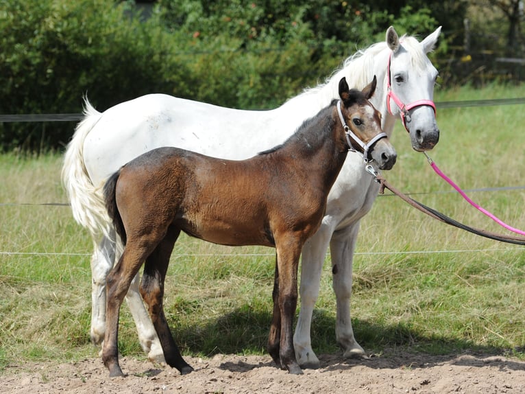 Connemara Stute 14 Jahre 148 cm Fliegenschimmel in Lisberg