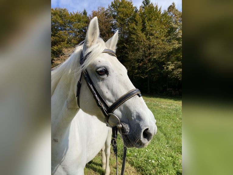 Connemara Stute 14 Jahre 148 cm Fliegenschimmel in Lisberg
