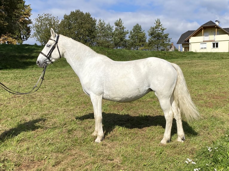 Connemara Stute 14 Jahre 148 cm Fliegenschimmel in Lisberg
