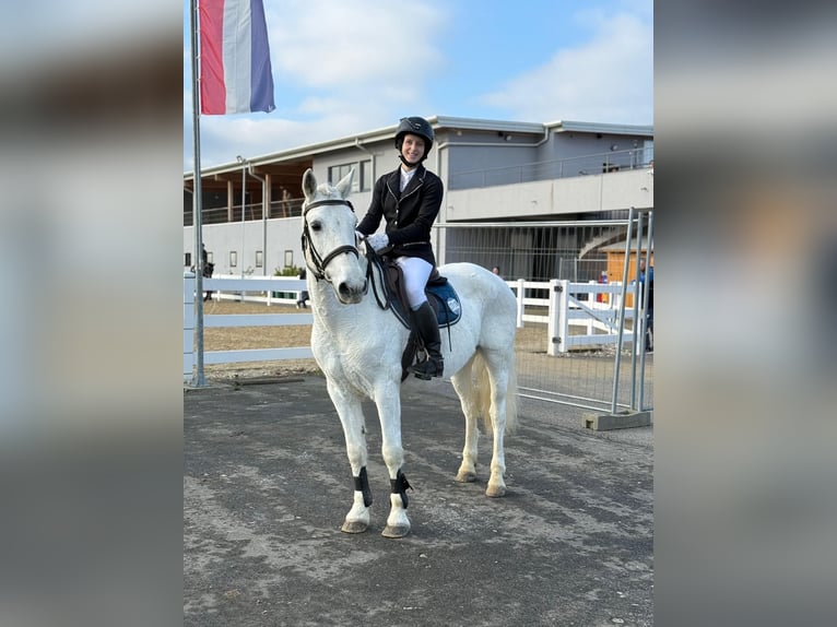 Connemara Stute 14 Jahre 148 cm Fliegenschimmel in Lisberg