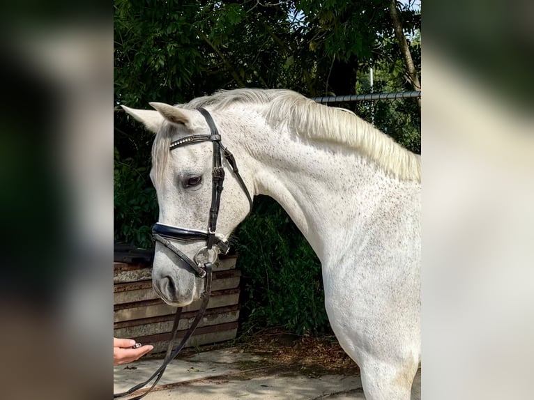 Connemara Stute 14 Jahre 148 cm Schimmel in Großheide Westerende