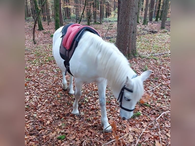 Connemara Stute 14 Jahre 148 cm Schimmel in &#xDC;hlingen-Birkendorf