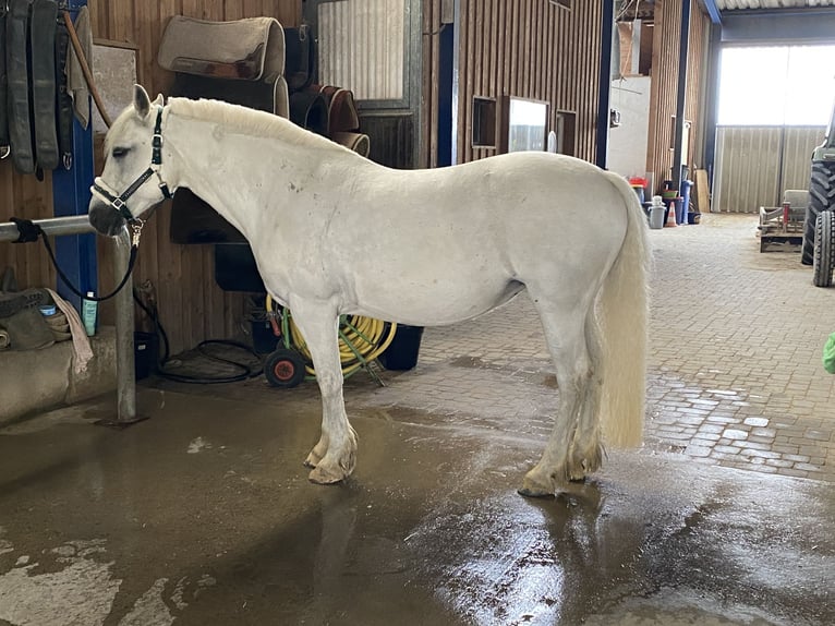 Connemara Stute 14 Jahre 148 cm Schimmel in &#xDC;hlingen-Birkendorf