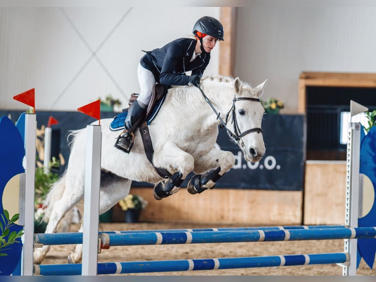 Connemara Stute 14 Jahre 148 cm Schimmel in Ljubljana