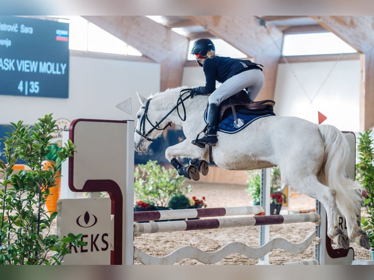 Connemara Stute 14 Jahre 148 cm Schimmel in Ljubljana