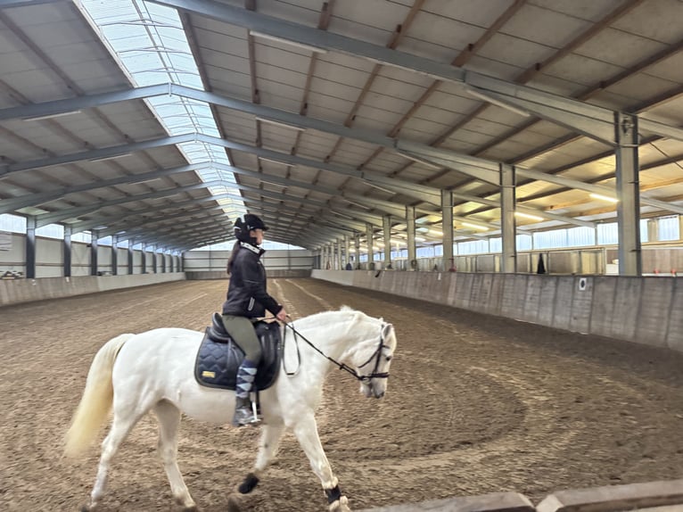 Connemara Stute 14 Jahre 149 cm Schimmel in Aurich