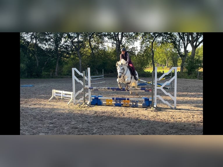 Connemara Stute 14 Jahre 149 cm Schimmel in Aurich