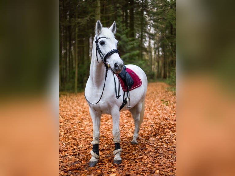 Connemara Stute 14 Jahre 149 cm Schimmel in Aurich